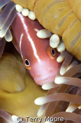 Pink Anenome fish playing hide & seek taken at Tufi Dive ... by Terry Moore 